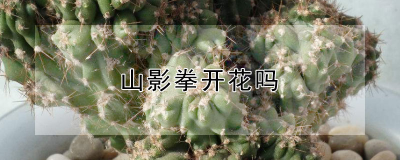 山影拳開花嗎