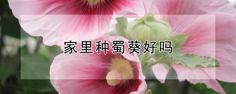 家里種蜀葵好嗎