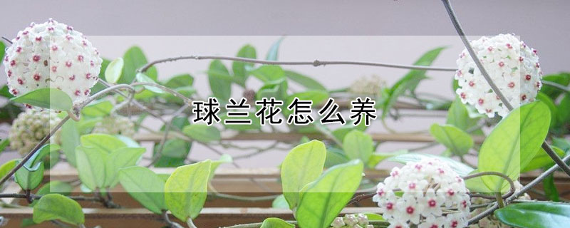 球蘭花怎么養