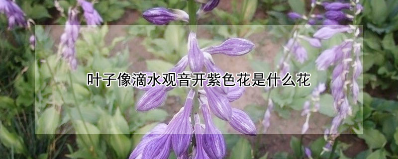 葉子像滴水觀音開紫色花是什么花