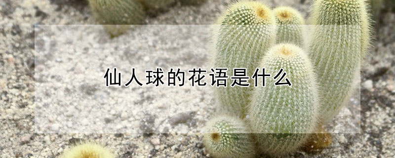 仙人球的花語是什么