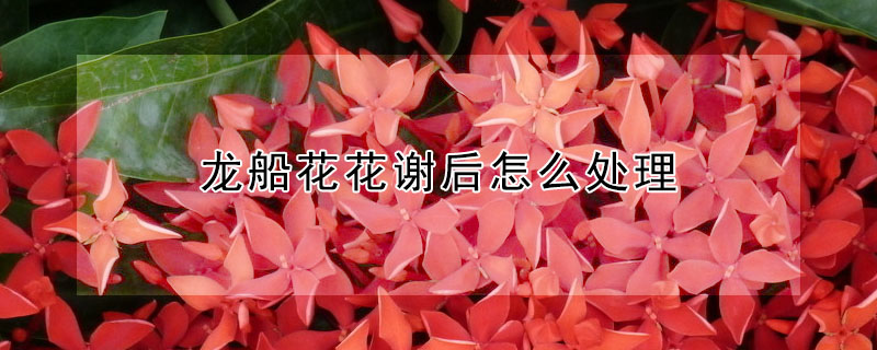 龍船花花謝后怎么處理