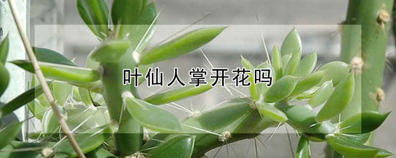 葉仙人掌開花嗎