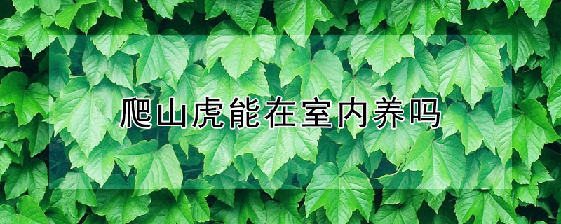 爬山虎能在室內(nèi)養(yǎng)嗎