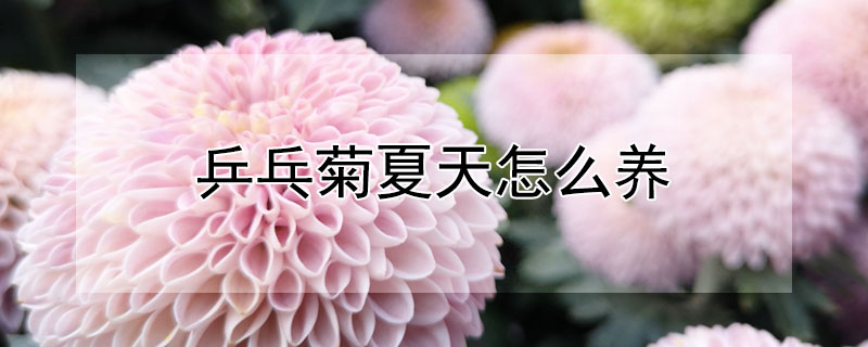 乒乓菊夏天怎么養(yǎng)