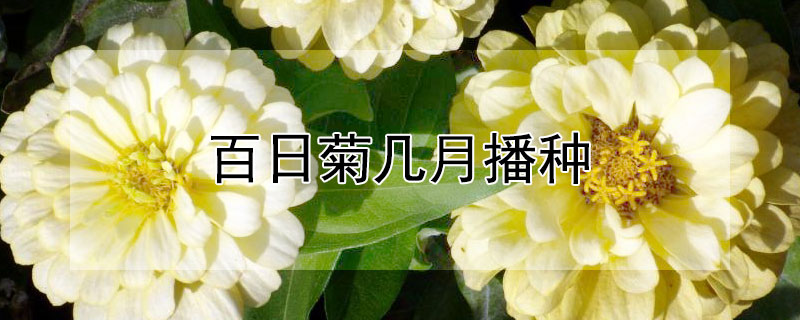 百日菊幾月播種