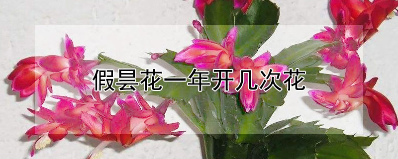 假曇花一年開(kāi)幾次花