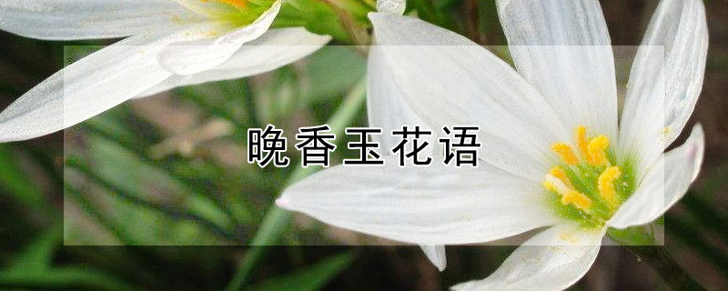 晚香玉花語