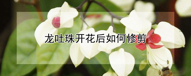 龍吐珠開花后如何修剪