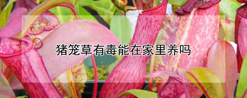 豬籠草有毒能在家里養嗎