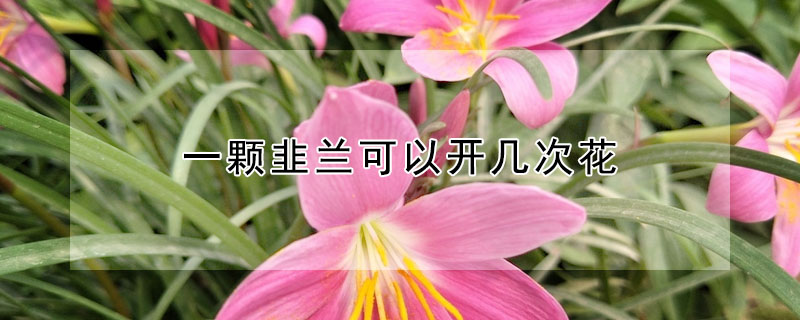 一顆韭蘭可以開幾次花