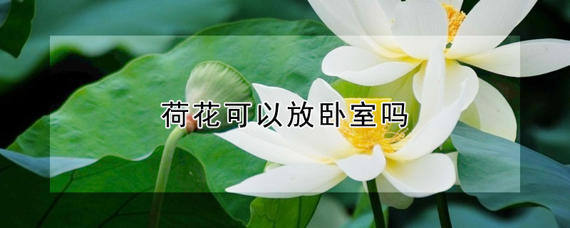 荷花可以放臥室嗎