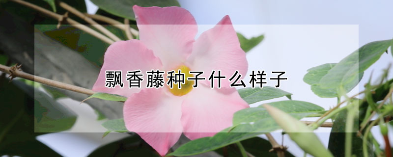 飄香藤種子什么樣子