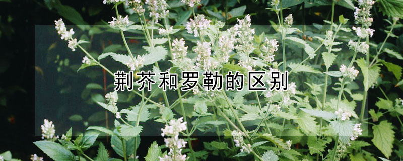 荊芥和羅勒的區別