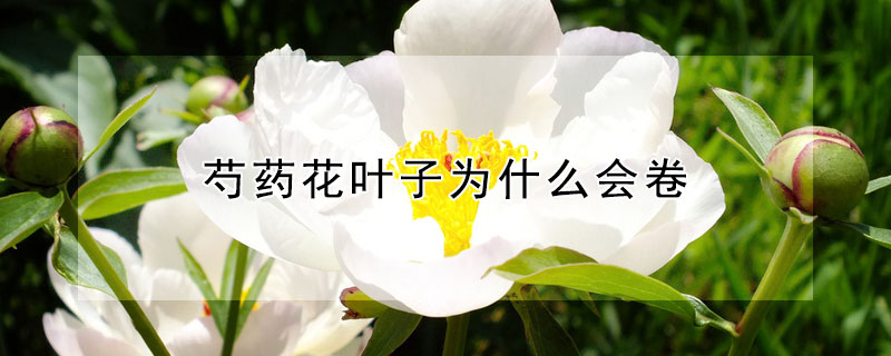 芍藥花葉子為什么會卷