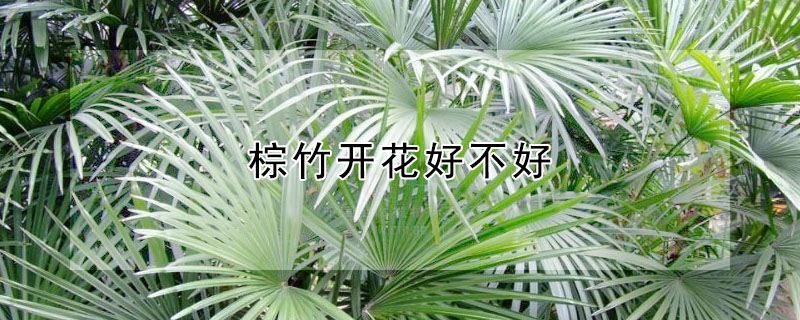 棕竹開花好不好