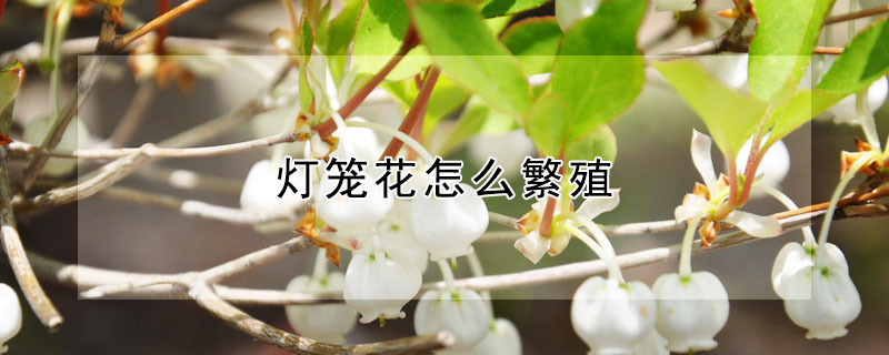 燈籠花怎么繁殖