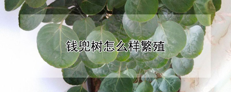 錢兜樹怎么樣繁殖