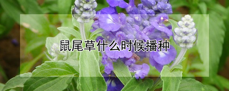 鼠尾草什么時(shí)候播種