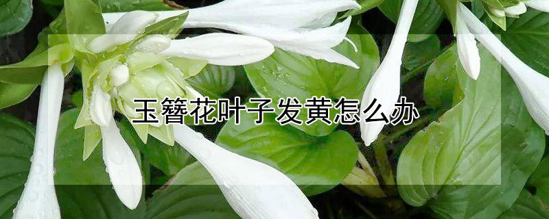 玉簪花葉子發黃怎么辦