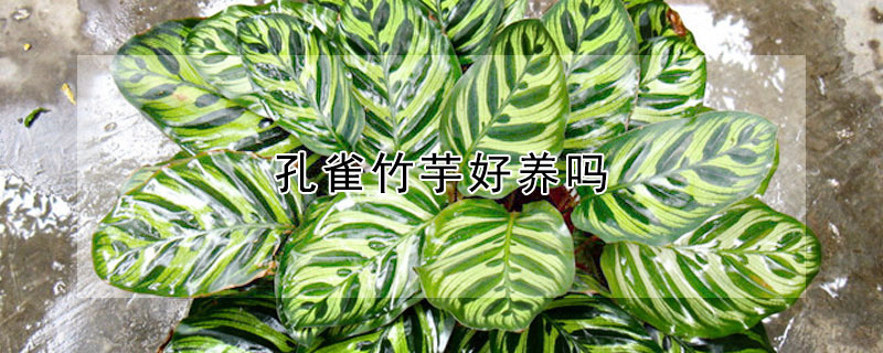 孔雀竹芋好養(yǎng)嗎