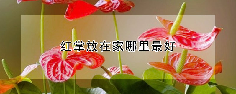 紅掌放在家哪里最好