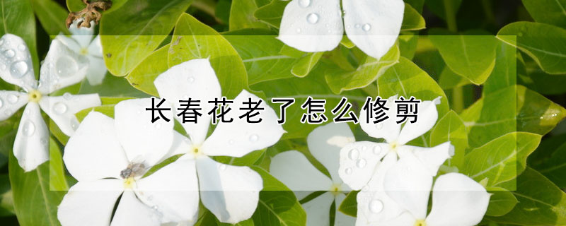 長(zhǎng)春花老了怎么修剪