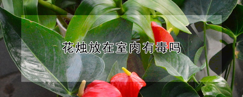 花燭放在室內(nèi)有毒嗎