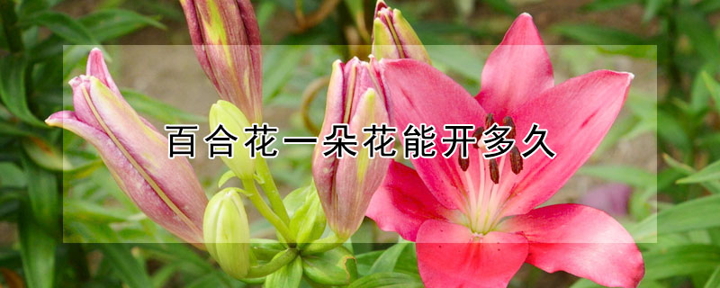 百合花一朵花能開多久