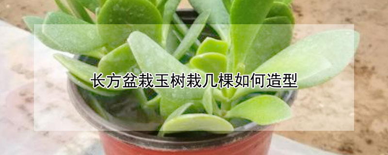 長方盆栽玉樹栽幾棵如何造型