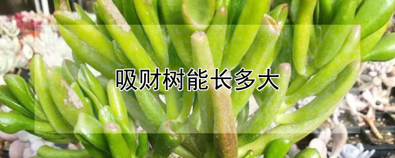 吸財(cái)樹(shù)能長(zhǎng)多大