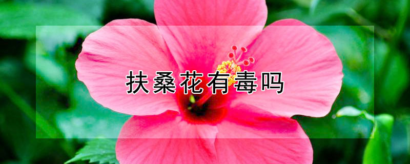 扶桑花有毒嗎