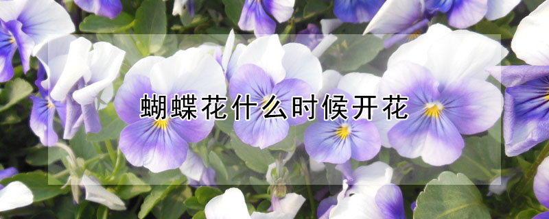 蝴蝶花什么時候開花