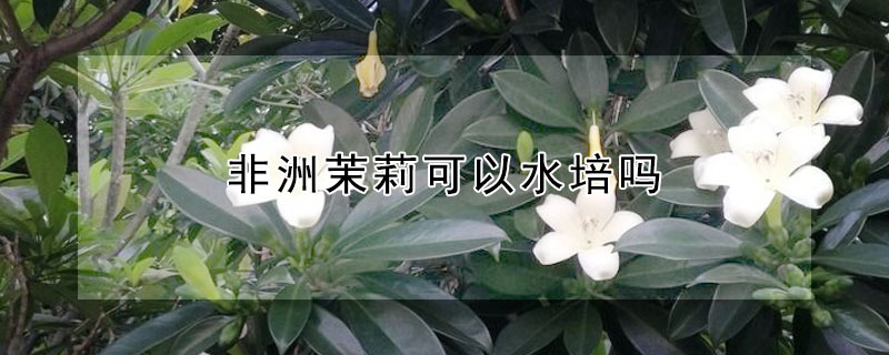 非洲茉莉可以水培嗎