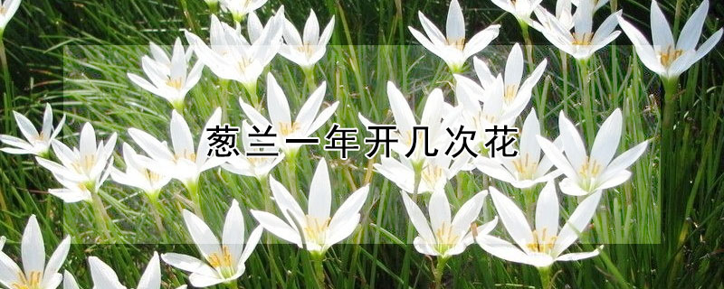 蔥蘭一年開幾次花