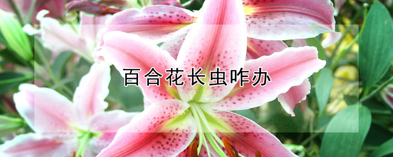 百合花長蟲咋辦