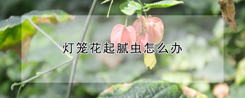 燈籠花起膩蟲怎么辦