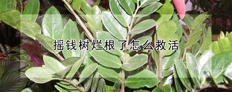 搖錢樹爛根了怎么救活