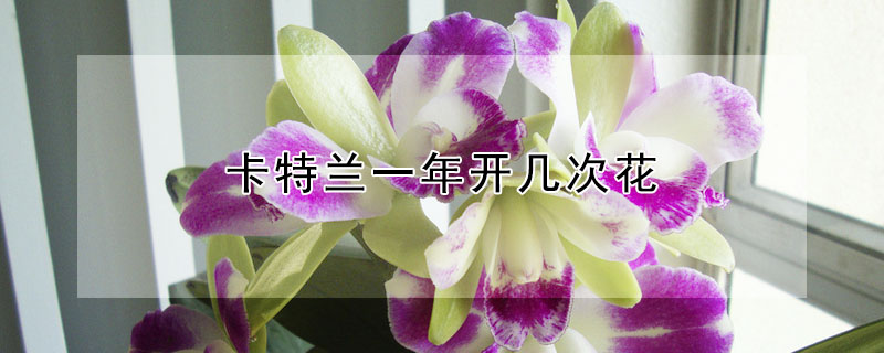 卡特蘭一年開幾次花