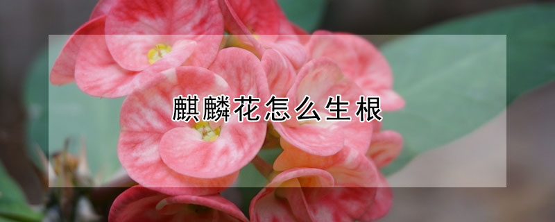 麒麟花怎么生根