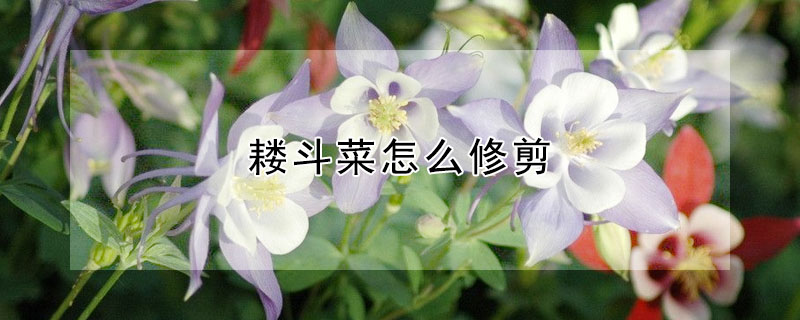 耬斗菜怎么修剪