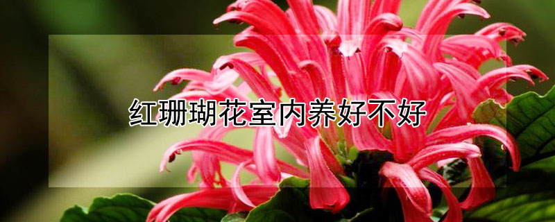 紅珊瑚花室內養(yǎng)好不好