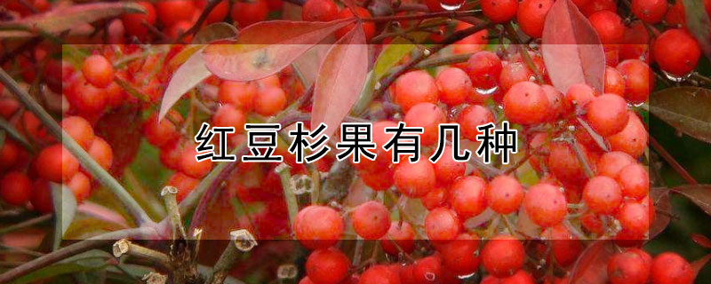 紅豆杉果有幾種