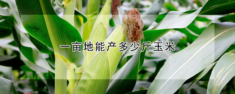 一畝地能產(chǎn)多少斤玉米