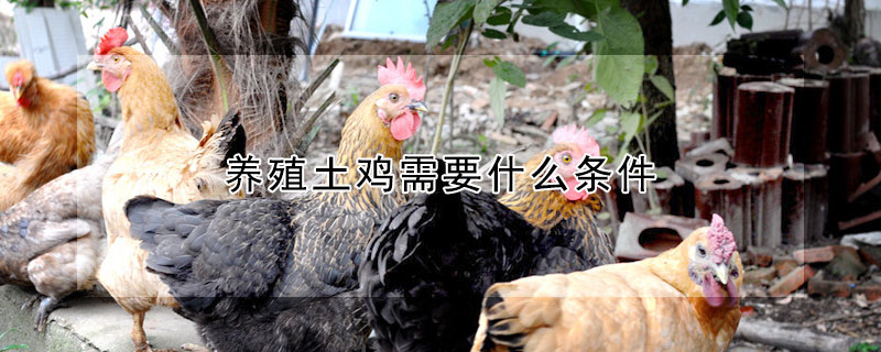 養(yǎng)殖土雞需要什么條件