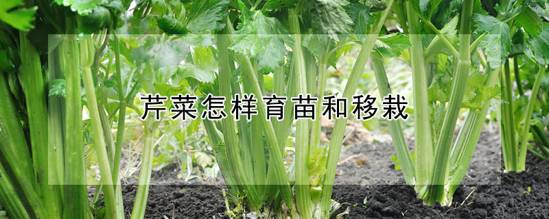 芹菜怎樣育苗和移栽