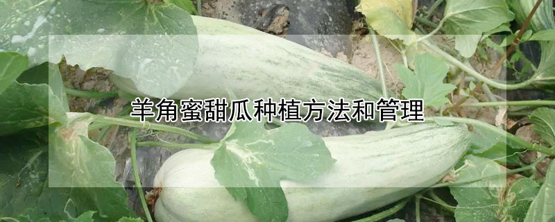 羊角蜜甜瓜種植方法和管理