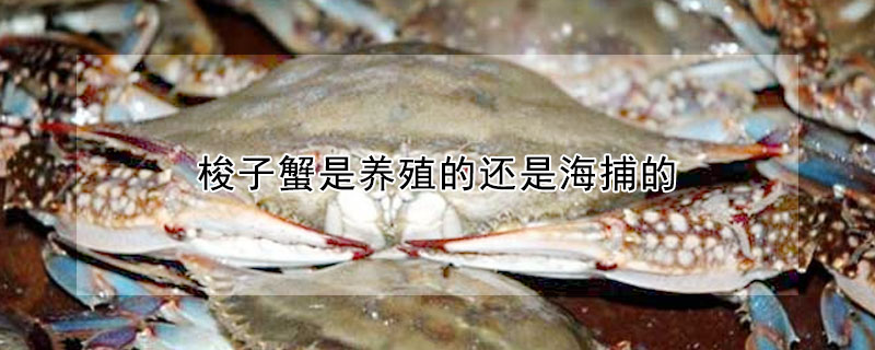 梭子蟹是養(yǎng)殖的還是海捕的