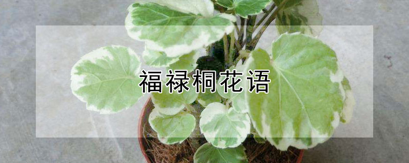 福祿桐花語(yǔ)