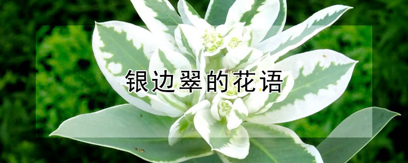 銀邊翠的花語